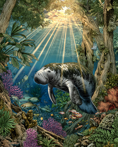 Manatee beneath tropical - manatee,